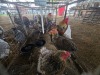 4 X GOLDEN PARTRIDGE BRAHMA ROOSTER & HEN FYNDRAAI (Per animal to take the lot)