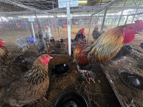 3 X GOLDEN PARTRIDGE BRAHMA ROOSTER & HEN FYNDRAAI (Per animal to take the lot)