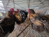 4 X GOLDEN LACED ORPINGTON ROOSTER & HEN YAKEZA RANCH (Per animal to take the lot)