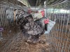 2 X SILVER LACED ORPINGTON ROOSTER & HEN YAKEZA RANCH (Per animal to take the lot)