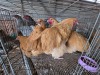 4 X BUFF ORPINGTON ROOSTER & HEN ELLISRAS (Per animal to take the lot)