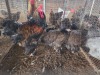 3 X GOLDEN LACED BRAHMA ROOSTER & HEN FYNDRAAI (Per animal to take the lot)