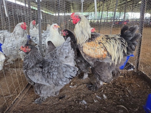 4 X BLUE BRAHMA ROOSTER & HEN A. CLOETE (Per animal to take the lot)