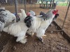 3 X COLUMBIAN BRAHMA ROOSTER & HEN A. CLOETE (Per animal to take the lot)