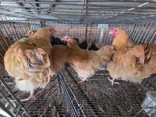 4 X BUFF ORPINGTON ROOSTER & HEN ELLISRAS (Per animal to take the lot)