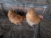 2 X BUFF ORPINGTON ROOSTER & HEN ELLISRAS (Per animal to take the lot)