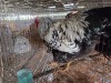 1 X SILVER LACED WYANDOTTE ROOSTER A. CLOETE (Per animal to take the lot)