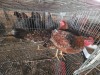 4 X BOSVELDER ROOSTER & HEN ELLISRAS (Per animal to take the lot)