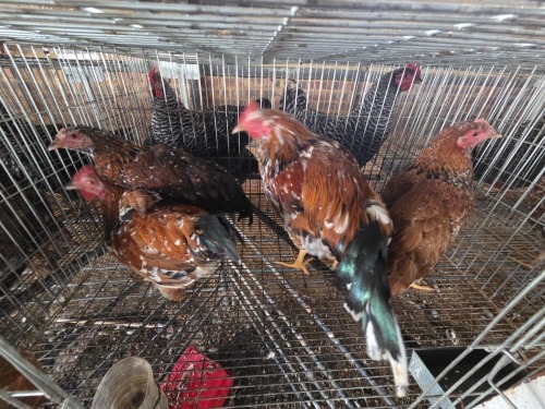 4 X BOSVELDER ROOSTER & HEN ELLISRAS (Per animal to take the lot)