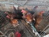4 X BOSVELDER ROOSTER & HEN ELLISRAS (Per animal to take the lot)