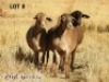 3 X MEATMASTER OOI ZABO MEATMASTERS (PER STUK OM LOT TE NEEM) - 3