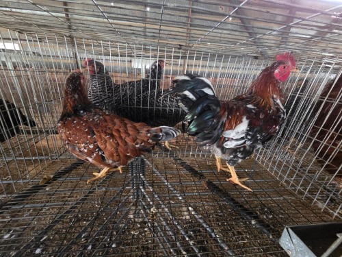 2 X BOSVELDER ROOSTER & HEN ELLISRAS (Per animal to take the lot)