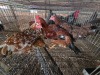 4 X BOSVELDER ROOSTER & HEN ELLISRAS (Per animal to take the lot)