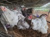 3 X BRAHMA ROOSTER & HEN A. CLOETE (Per animal to take the lot)
