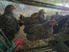 4 X KOEKOEK HEN A. CLOETE (Per animal to take the lot)