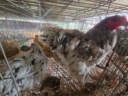 3 X SPLASH BRAHMA ROOSTER & HEN A. CLOETE (Per animal to take the lot)