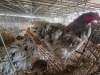 3 X SPLASH BRAHMA ROOSTER & HEN A. CLOETE (Per animal to take the lot)