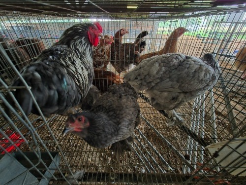 3 X BLUE BRAHMA ROOSTER & HEN A. CLOETE (Per animal to take the lot)