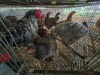3 X BLUE BRAHMA ROOSTER & HEN A. CLOETE (Per animal to take the lot)