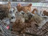 10 X COLUMBIAN BRAHMA ROOSTER & HEN A. CLOETE (Per animal to take the lot)