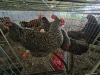 4 X KOEKOEK HEN A. CLOETE (Per animal to take the lot)