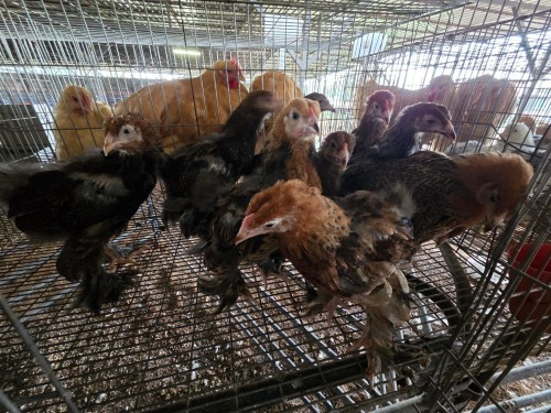 10 X GOLDEN BRAHMA ROOSTER & HEN A. CLOETE (Per animal to take the lot)
