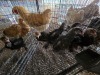 10 X GOLDEN BRAHMA ROOSTER & HEN A. CLOETE (Per animal to take the lot)