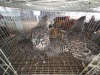4 X KOEKOEK HEN A. CLOETE (Per animal to take the lot)