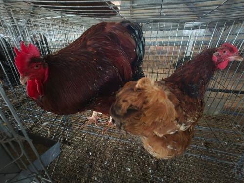 2 X JUBILEE ORPINGTON ROOSTER & HEN C. VAN RENSBURG (Per animal to take the lot)