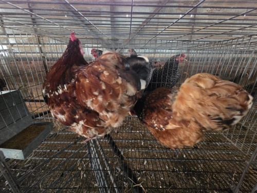 2 X JUBILEE ORPINGTON ROOSTER & HEN C. VAN RENSBURG (Per animal to take the lot)