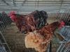 2 X JUBILEE ORPINGTON ROOSTER & HEN C. VAN RENSBURG (Per animal to take the lot)