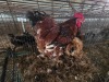 2 X JUBILEE ORPINGTON ROOSTER & HEN C. VAN RENSBURG (Per animal to take the lot)