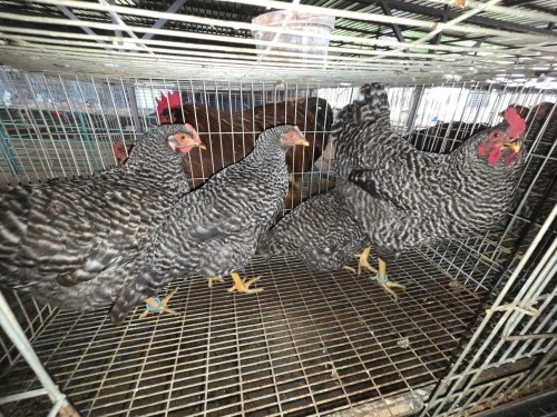 4 X KOEKOEK HEN A. CLOETE (Per animal to take the lot)