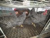 4 X KOEKOEK HEN A. CLOETE (Per animal to take the lot)