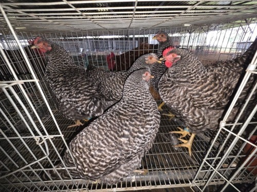 5 X KOEKOEK HEN A. CLOETE (Per animal to take the lot)