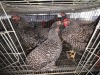 5 X KOEKOEK HEN A. CLOETE (Per animal to take the lot)