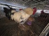 2 X ROOSTER & HEN SILVRETTA (Per animal to take the lot)