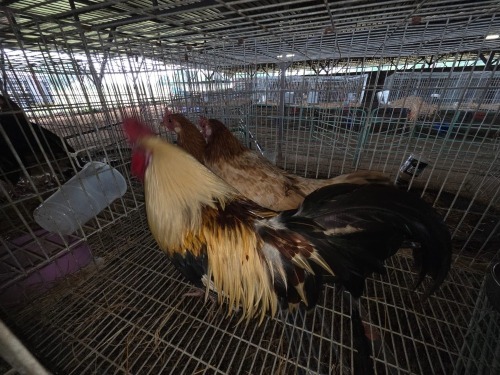 4 X PHOENIX CHICKEN ROOSTER & HEN SILVRETTA (Per animal to take the lot)
