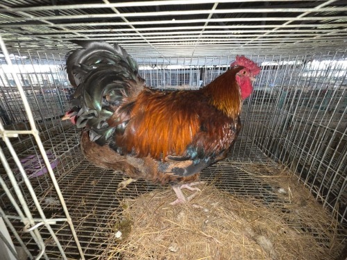 2 X ROOSTER & HEN SILVRETTA (Per animal to take the lot)
