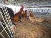 4 X PHOENIX CHICKEN ROOSTER & HEN SILVRETTA (Per animal to take the lot)