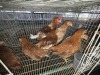 7 X LOHMANN RHODE ISLAND RED ROOSTER & HEN A. CLOETE (Per animal to take the lot)