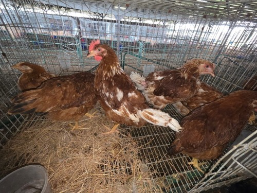 6 X LOHMANN RHODE ISLAND RED ROOSTER & HEN A. CLOETE (Per animal to take the lot)