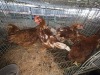 6 X LOHMANN RHODE ISLAND RED ROOSTER & HEN A. CLOETE (Per animal to take the lot)