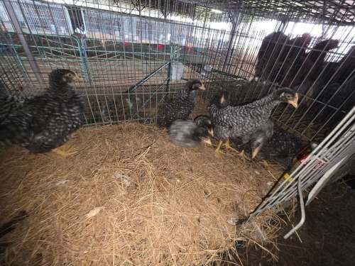 11 X KOEKOEK ROOSTER & HEN A. CLOETE (Per animal to take the lot)