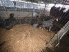 11 X KOEKOEK ROOSTER & HEN A. CLOETE (Per animal to take the lot)