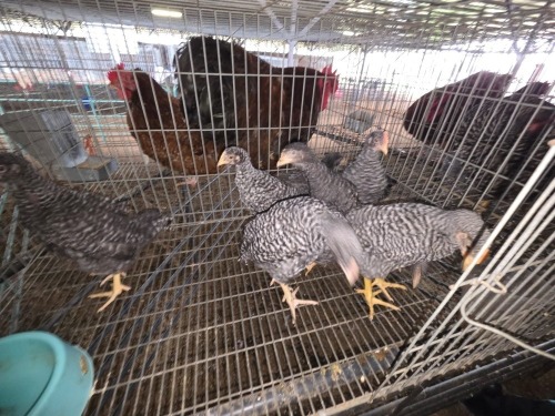 10 X KOEKOEK ROOSTER & HEN A. CLOETE (Per animal to take the lot)