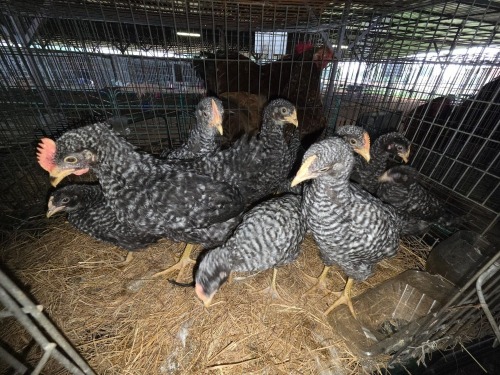 10 X KOEKOEK ROOSTER & HEN A. CLOETE (Per animal to take the lot)