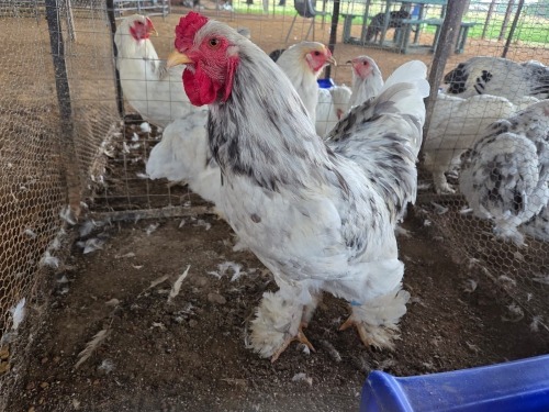 3 X SPLASH BRAHMA ROOSTER & HEN A. CLOETE (Per animal to take the lot)