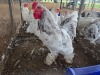 3 X SPLASH BRAHMA ROOSTER & HEN A. CLOETE (Per animal to take the lot)