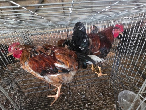 4 X BOSVELDER ROOSTER & HEN ELLISRAS (Per animal to take the lot)